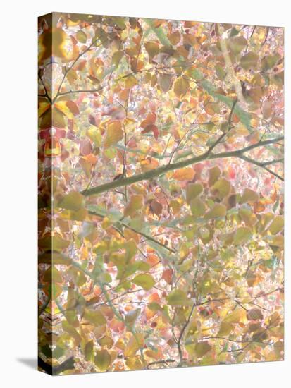 Autumn Cascade-Doug Chinnery-Premier Image Canvas