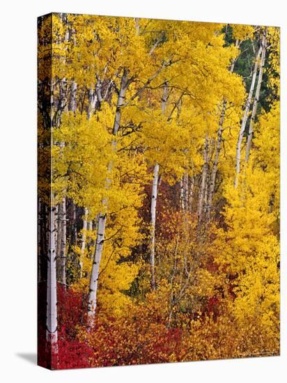 Autumn Color in the Flathead Valley, Montana, USA-Chuck Haney-Premier Image Canvas