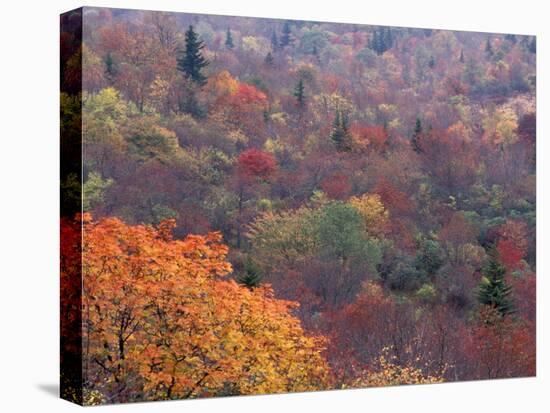 Autumn color in the Great Smoky Mountains National Park, Tennessee, USA-William Sutton-Premier Image Canvas