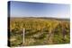 Autumn Color in the Vineyards of Sancerre, Cher, Centre, France, Europe-Julian Elliott-Premier Image Canvas