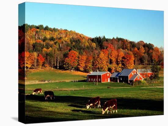 Autumn Colors and Farm Cows, Vermont, USA-Charles Sleicher-Premier Image Canvas