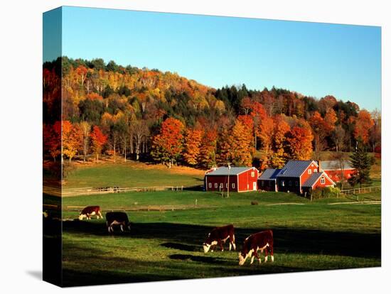 Autumn Colors and Farm Cows, Vermont, USA-Charles Sleicher-Premier Image Canvas