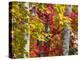 Autumn Colors of Maple Leaves.-Julianne Eggers-Premier Image Canvas