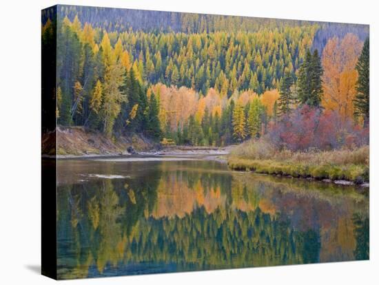 Autumn Colors reflect into McDonald Creek, Glacier National Park, Montana, USA-Chuck Haney-Premier Image Canvas