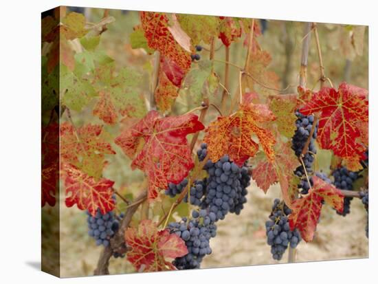 Autumn Colours in a Vineyard, Barbera Grape Variety, Barolo, Serralunga, Piemonte, Italy, Europe-Michael Newton-Premier Image Canvas