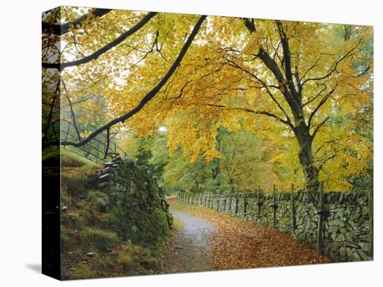 Autumn Colours Near Grasmere, Lake District National Park, Cumbria, England, UK-Roy Rainford-Premier Image Canvas