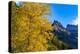 Autumn cottonwood and Mount Oberlin in Glacier National Park, Montana, USA-Chuck Haney-Premier Image Canvas