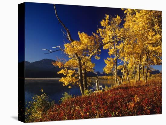 Autumn Cottonwoods, St. Mary Lake, Glacier National Park, Montana, USA-Chuck Haney-Premier Image Canvas