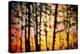Autumn Courtain-Ursula Abresch-Premier Image Canvas