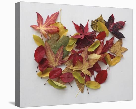 Autumn Delight-Bill Philip-Stretched Canvas