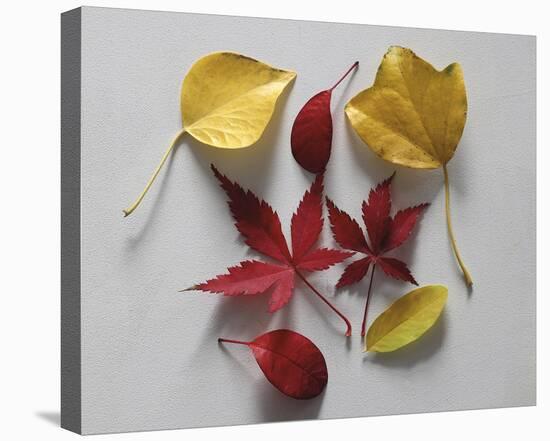 Autumn Dream-Bill Philip-Stretched Canvas