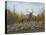 Autumn Elk-Robert Wavra-Premier Image Canvas