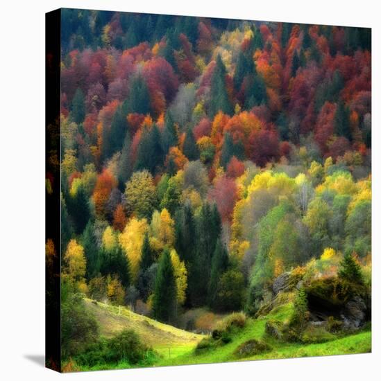 Autumn Erupting-Philippe Sainte-Laudy-Premier Image Canvas