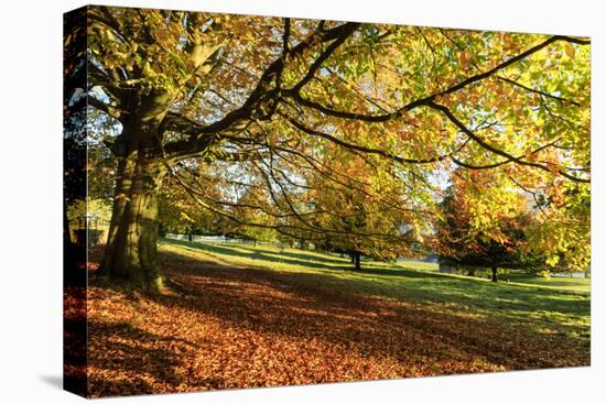 Autumn (fall) colours, Chatsworth Park, stately home of the Duke of Devonshire, Chesterfield, Derby-Eleanor Scriven-Premier Image Canvas