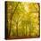 Autumn-Fall Woodland in the Chiltern Hills-Michael Gibbs-Premier Image Canvas