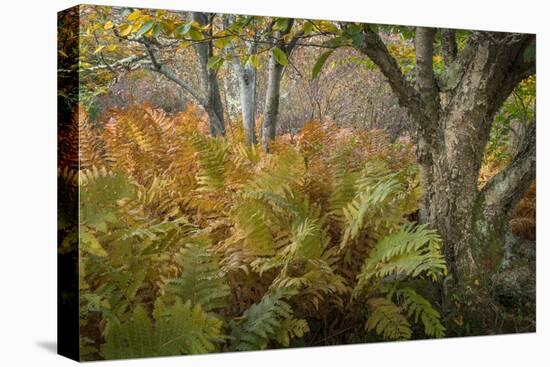 Autumn Ferns-Danny Head-Premier Image Canvas