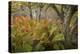 Autumn Ferns-Danny Head-Premier Image Canvas