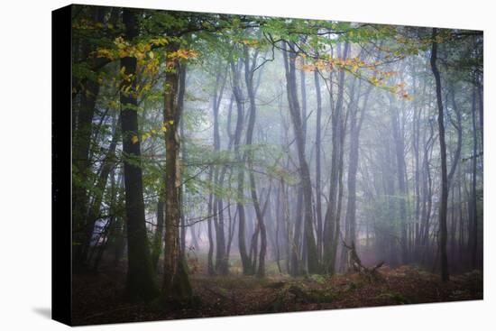 Autumn Foggy Forest Scene-Philippe Manguin-Premier Image Canvas