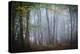 Autumn Foggy Forest Scene-Philippe Manguin-Premier Image Canvas