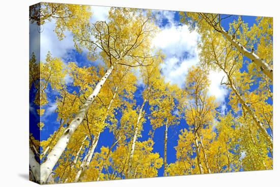 Autumn Foliage: Aspen Trees in Fall Colors-robert cicchetti-Premier Image Canvas