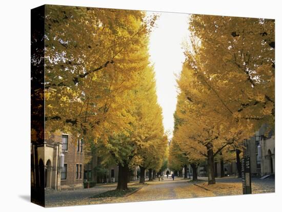 Autumn Foliage, Ginkgo Trees, Tokyo University, Tokyo, Japan-Steve Vidler-Premier Image Canvas