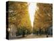 Autumn Foliage, Ginkgo Trees, Tokyo University, Tokyo, Japan-Steve Vidler-Premier Image Canvas