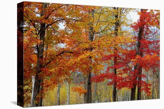 Autumn Foliage, Lincoln New Hampshire, New England-Vincent James-Premier Image Canvas