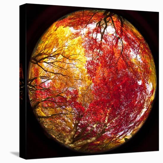 Autumn Foliage of Japanese Maple (Acer) Tree, England, Uk-Jon Arnold-Premier Image Canvas