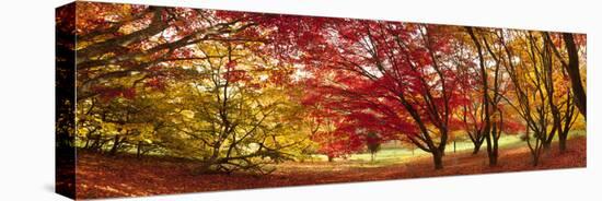 Autumn Foliage of Japanese Maple (Acer) Tree, England, Uk-Jon Arnold-Premier Image Canvas