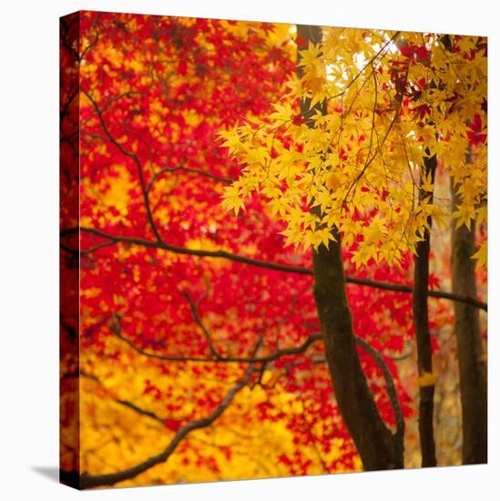 Autumn Foliage of Japanese Maple (Acer) Tree, England, Uk-Jon Arnold-Premier Image Canvas