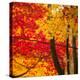 Autumn Foliage of Japanese Maple (Acer) Tree, England, Uk-Jon Arnold-Premier Image Canvas