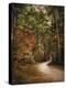 Autumn Forest 2-Jai Johnson-Premier Image Canvas