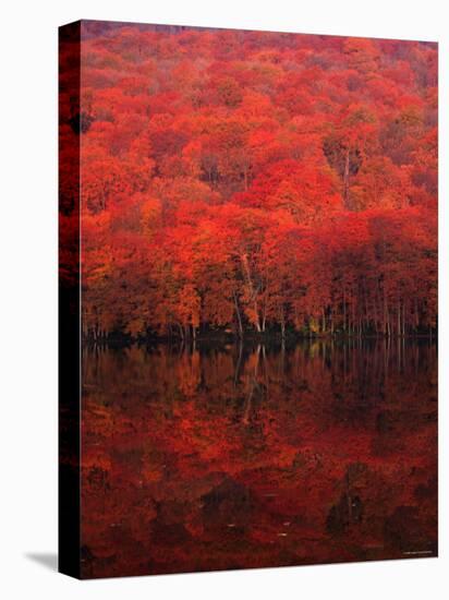Autumn Forest and Lake-null-Premier Image Canvas
