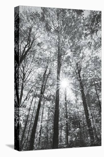 Autumn Forest I-Alan Majchrowicz-Stretched Canvas