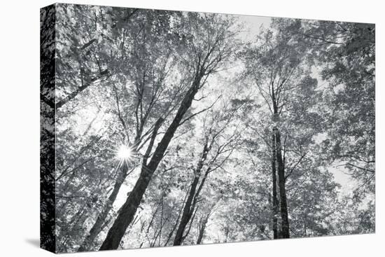 Autumn Forest III-Alan Majchrowicz-Stretched Canvas