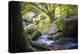 Autumn forest in Brittany-Philippe Manguin-Premier Image Canvas