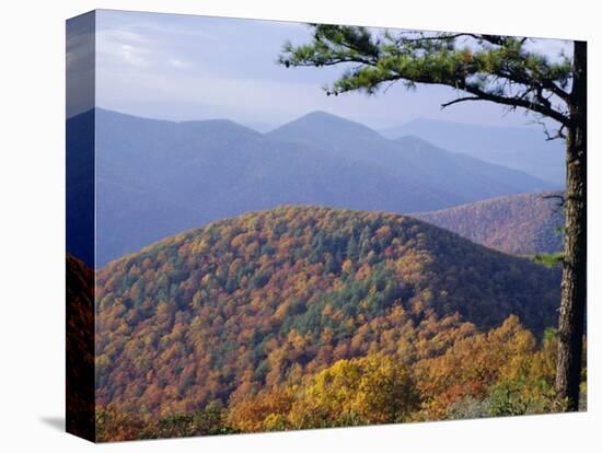 Autumn Forest Landscape Near Loft Mountain, Shenandoah National Park, Virginia, USA-James Green-Premier Image Canvas