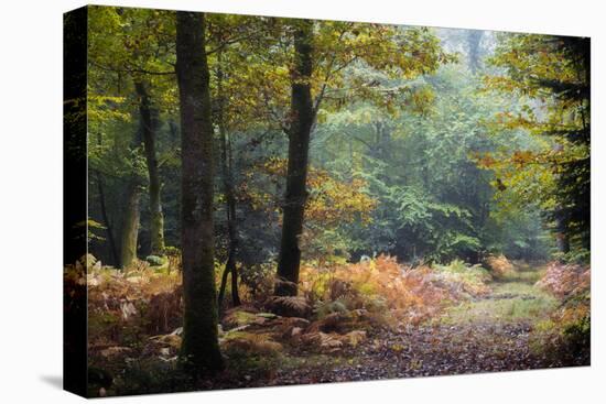 Autumn Forest Leaves-Philippe Manguin-Premier Image Canvas