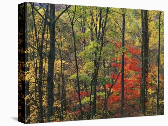 Autumn forest near Peaks of Otter, Blue Ridge Parkway, Appalachian Mountains, Virginia, USA-Charles Gurche-Premier Image Canvas