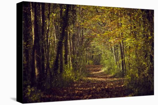 Autumn forest with coloured leaves, sun and path-Axel Killian-Premier Image Canvas