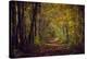 Autumn forest with coloured leaves, sun and path-Axel Killian-Stretched Canvas