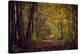 Autumn forest with coloured leaves, sun and path-Axel Killian-Premier Image Canvas