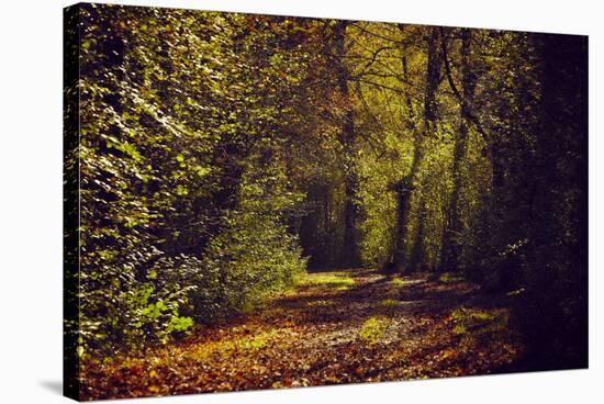 Autumn forest with coloured leaves, sun and way-Axel Killian-Stretched Canvas