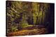 Autumn forest with coloured leaves, sun and way-Axel Killian-Premier Image Canvas