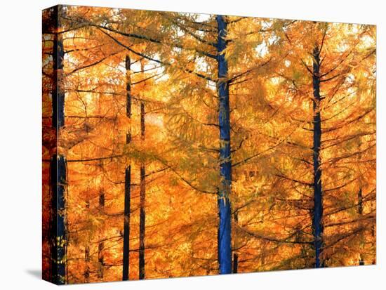 Autumn Forest-null-Premier Image Canvas