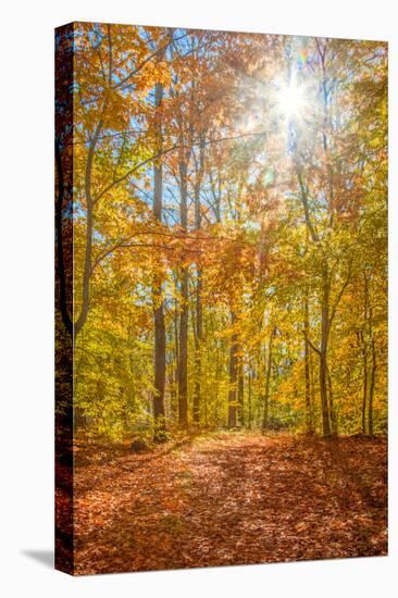 Autumn Forest-Brooke T. Ryan-Premier Image Canvas