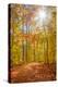 Autumn Forest-Brooke T. Ryan-Premier Image Canvas