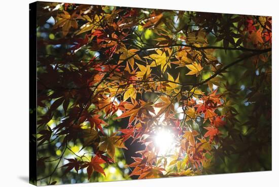 Autumn Glow-Peter Adams-Stretched Canvas