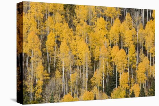 Autumn gold aspen tree pattern on mountain slope, San Juan Mountains, Colorado-Adam Jones-Premier Image Canvas