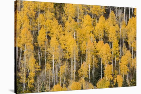 Autumn gold aspen tree pattern on mountain slope, San Juan Mountains, Colorado-Adam Jones-Premier Image Canvas